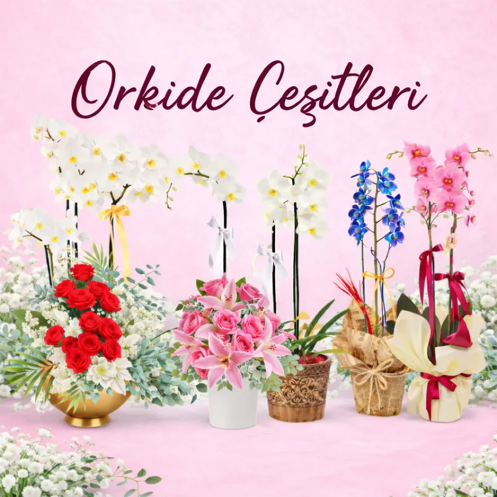 Orkide çeşitleri
