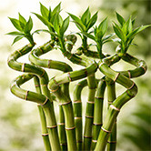 Şans Bambusu