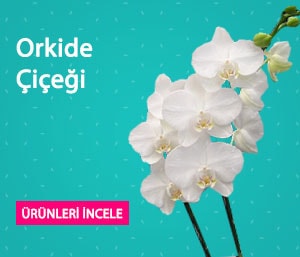 Orkide Çiçeği