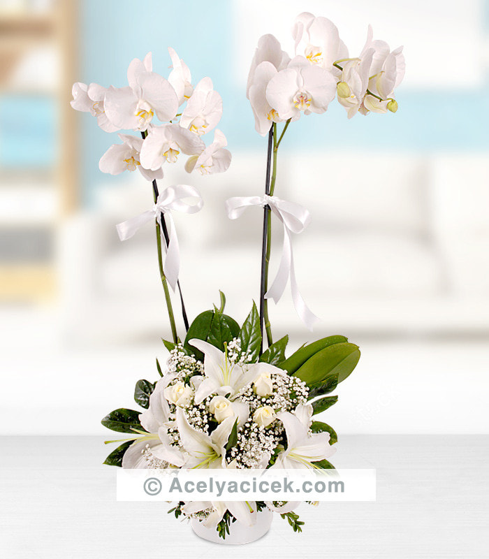 2 Dallı Orkide Beyaz Aranjman