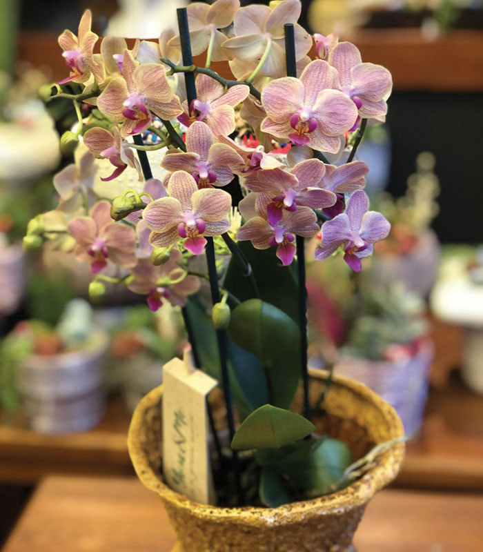 phalaenopsis Orkide Asia