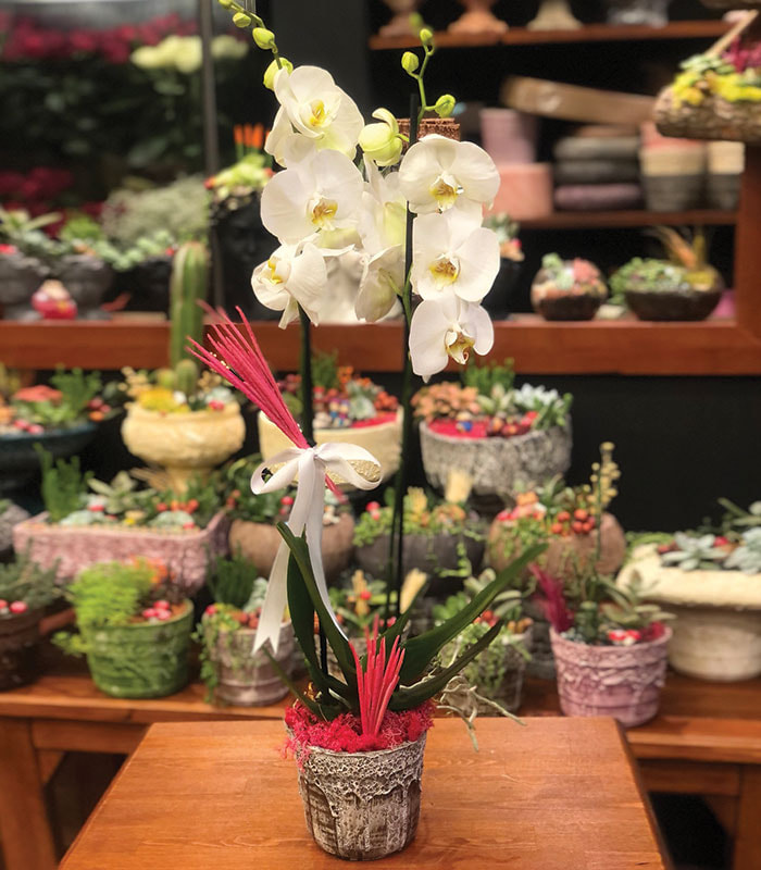 Nadide 2 li Beyaz Orkide