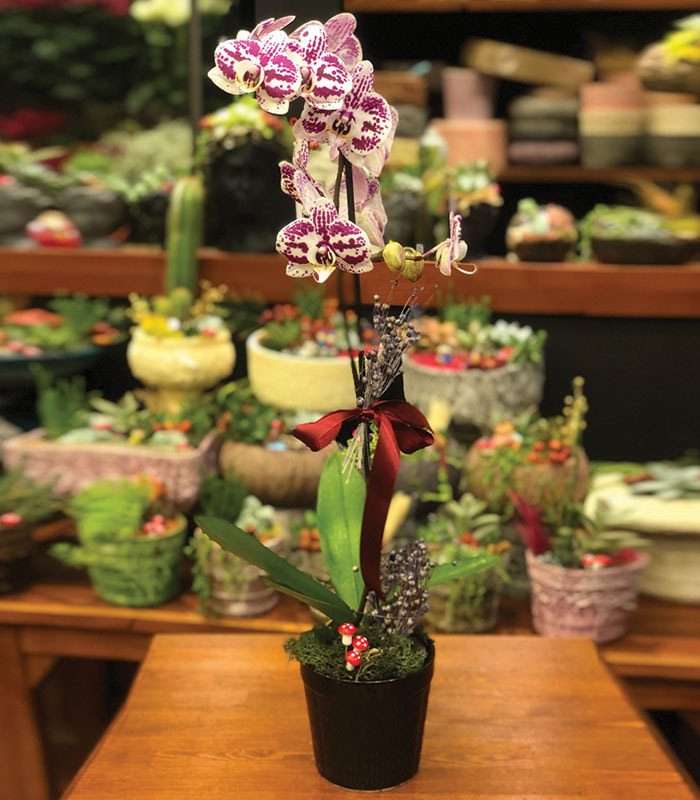 Benekli Phalaenopsis Orkide