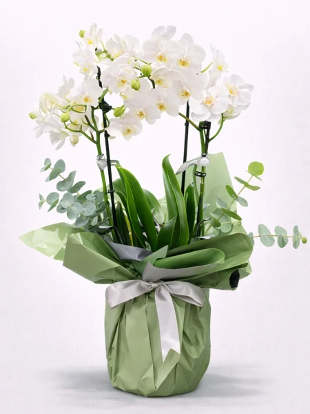 2 Dallı Beyaz Minyatür Orkide -  Salonofisbitkileri - Açelya Çiçek