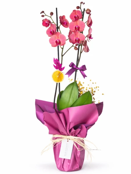 2 Dallı Fuşya Orkide Hediye Paketli -  Salonofisbitkileri - Açelya Çiçek