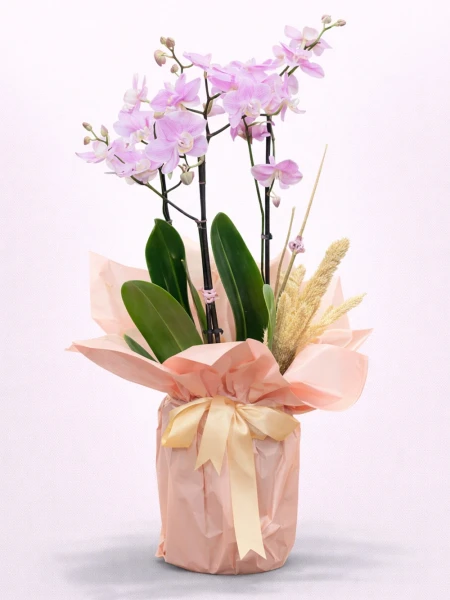 2 Dallı Lila Minyatür Orkide -  Salonofisbitkileri - Açelya Çiçek