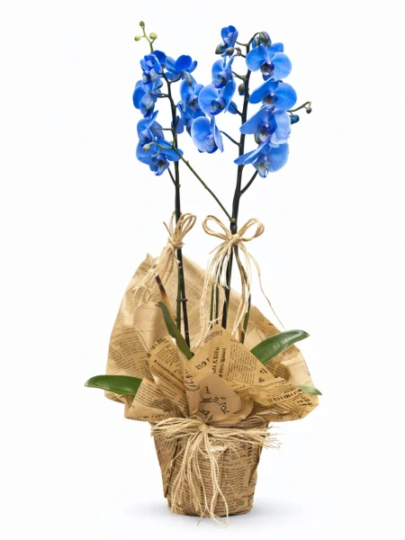 2 Dallı Mavi Orkide -  Salonofisbitkileri - Açelya Çiçek