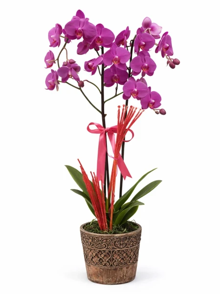 2 Dallı Mor Orkide -  Salonofisbitkileri - Açelya Çiçek