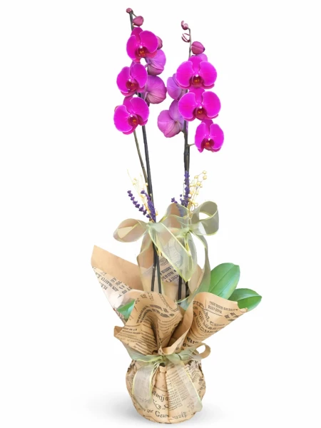 2 Dallı Mor Orkide Hediye Paketli -  Salonofisbitkileri - Açelya Çiçek