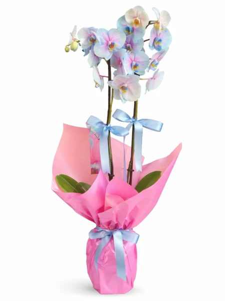 2 Dallı Wonderful Orkide -  Salonofisbitkileri - Açelya Çiçek