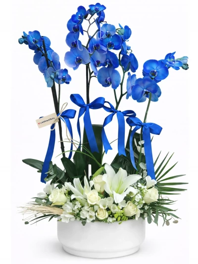 4 Dal Mavi Orkide Aranjmanı -  Salonofisbitkileri - Açelya Çiçek