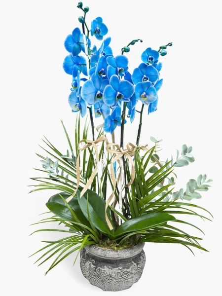 4 Dallı Premium Mavi Orkide -  Salonofisbitkileri - Açelya Çiçek