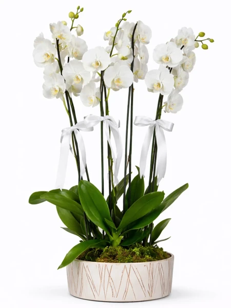 5 Dallı Beyaz Orkide -  Salonofisbitkileri - Açelya Çiçek