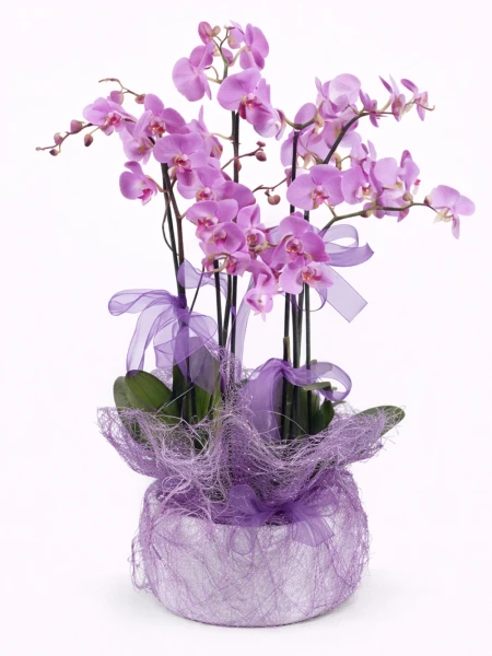 5 Dallı Mor Orkide -  Salonofisbitkileri - Açelya Çiçek