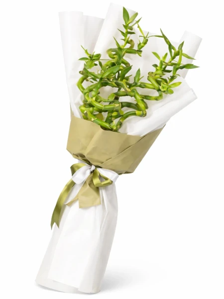 5 Şans Bambu Buketi -  Salonofisbitkileri - Açelya Çiçek