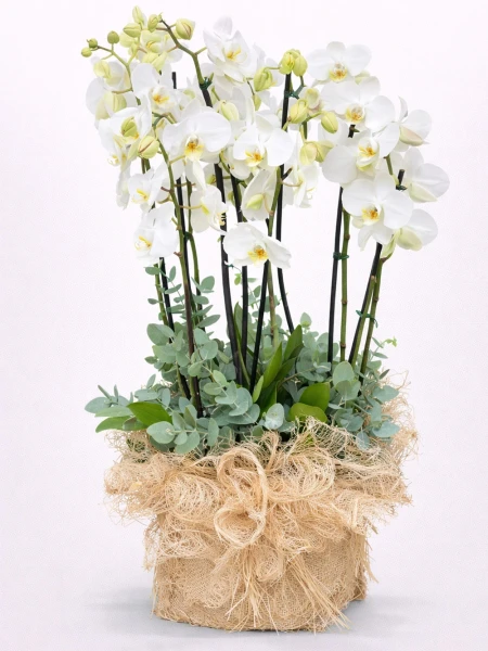 6 Dallı Beyaz Orkide -  Salonofisbitkileri - Açelya Çiçek
