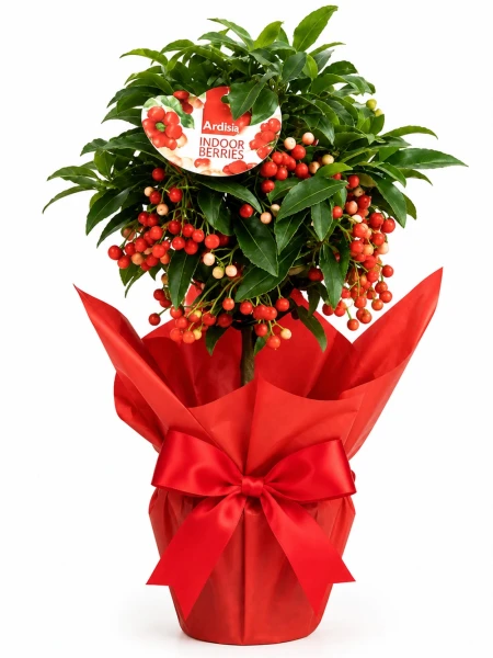Ardisia Hediye Paketli - Salonofisbitkileri - Açelya Çiçek