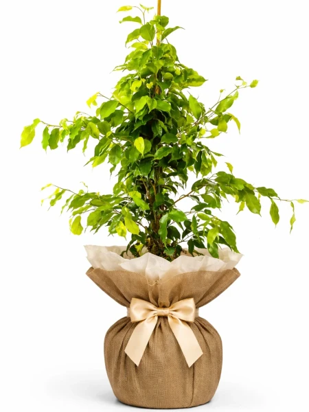 Benjamin 100cm Açık Yeşil Hediye Paketli -  Salonofisbitkileri - Açelya Çiçek