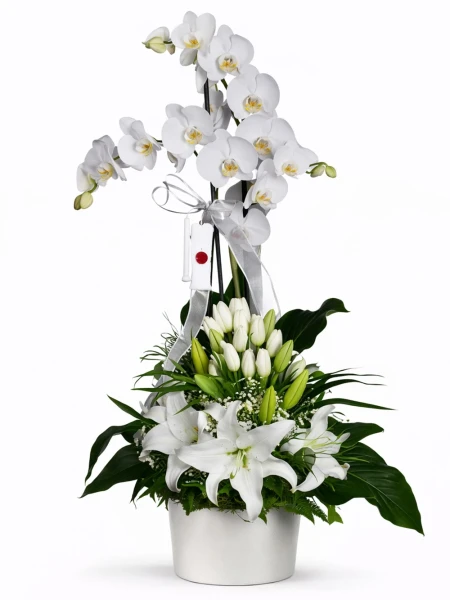 Beyazların Buluşması Orkide Aranjman -  Salonofisbitkileri - Açelya Çiçek
