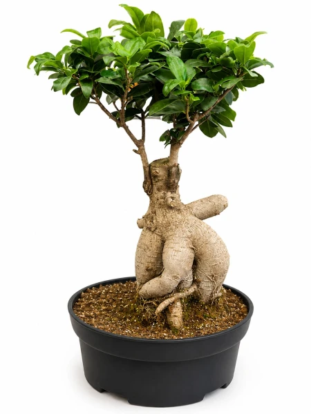 Bonsai Ağaç - Salonofisbitkileri - Açelya Çiçek