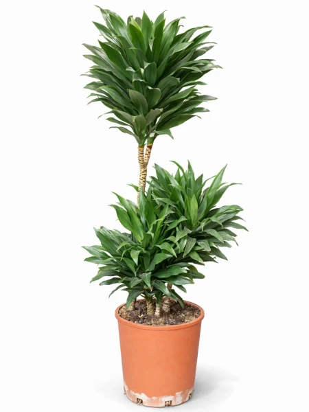 Dracaena Compacta 3 Kök -  Salonofisbitkileri - Açelya Çiçek