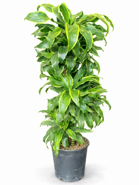 Dracaena Dorado 3 Kök -  Salonofisbitkileri - Açelya Çiçek