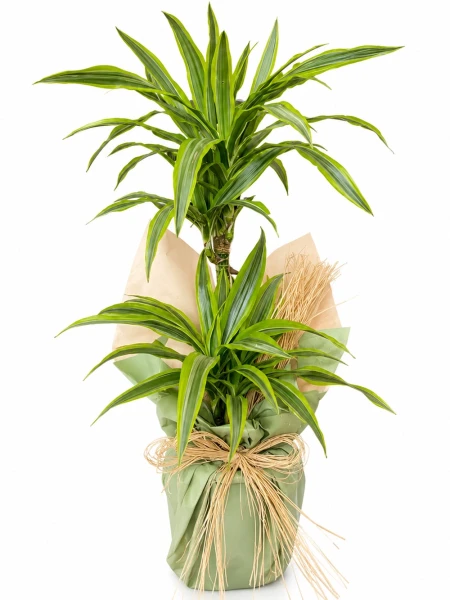 Dracaena Leman Lime 2 Kök Hediye Paketli - Salonofisbitkileri - Açelya Çiçek