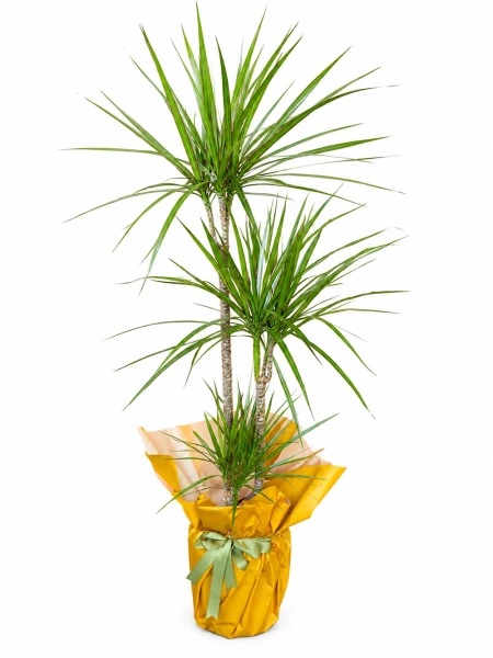 Dracaena Marginata 3 Kök - Salonofisbitkileri - Açelya Çiçek