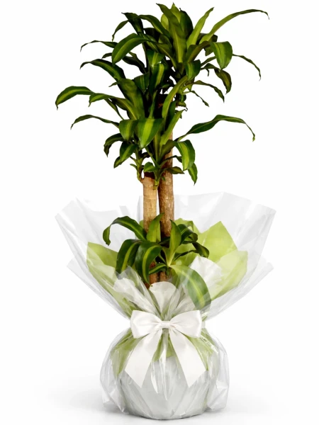Dracaena Massengena 3 Kök Hediye Paketli -  Salonofisbitkileri - Açelya Çiçek