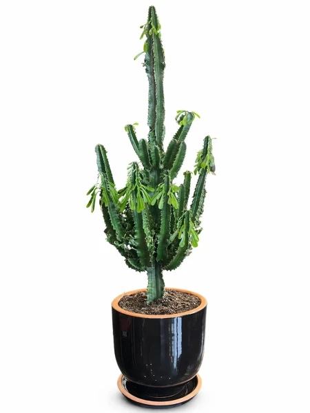 Euphorbia 130cm Sırlı Saksılı -  Salonofisbitkileri - Açelya Çiçek