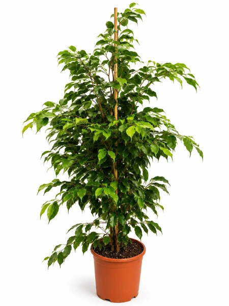 Ficus Benjamin Yeşil - Salonofisbitkileri - Açelya Çiçek