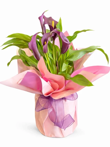 Gala Mor Hediye Paketli -  Salonofisbitkileri - Açelya Çiçek