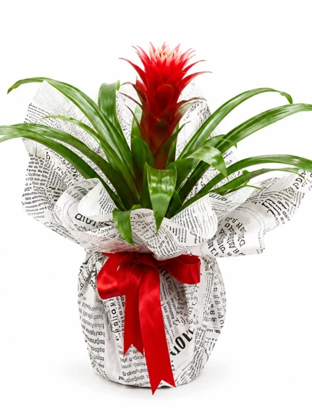 Guzmania Hope Hediye Paketli - Salonofisbitkileri - Açelya Çiçek