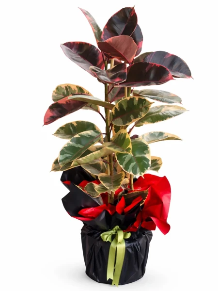 Kauçuk Alacalı 2 Kök Hediye Paketli -  Salonofisbitkileri - Açelya Çiçek