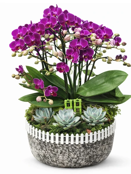 Minyatür Orkide Bahçe -  Salonofisbitkileri - Açelya Çiçek