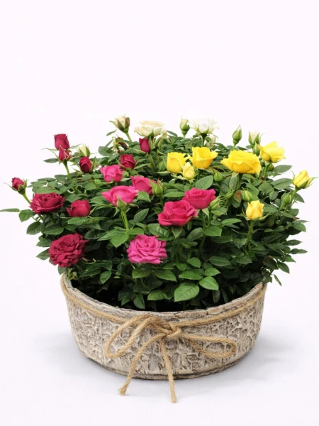 Minyatür Renkli Güller -  Salonofisbitkileri - Açelya Çiçek