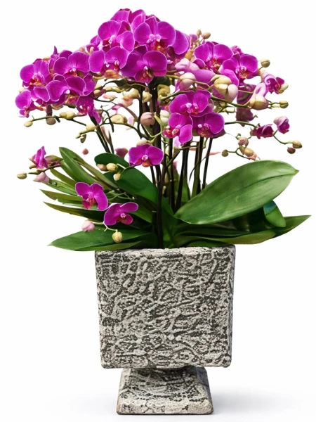 Otantik Orkide -  Salonofisbitkileri - Açelya Çiçek