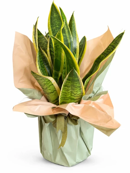 Paşa Kılıcı Sanseveria Küçük Hediye Paketli -  Salonofisbitkileri - Açelya Çiçek