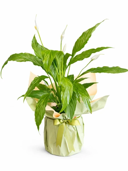 Spathiphyllum Barış Çiçeği Hediye Paketli -  Salonofisbitkileri - Açelya Çiçek