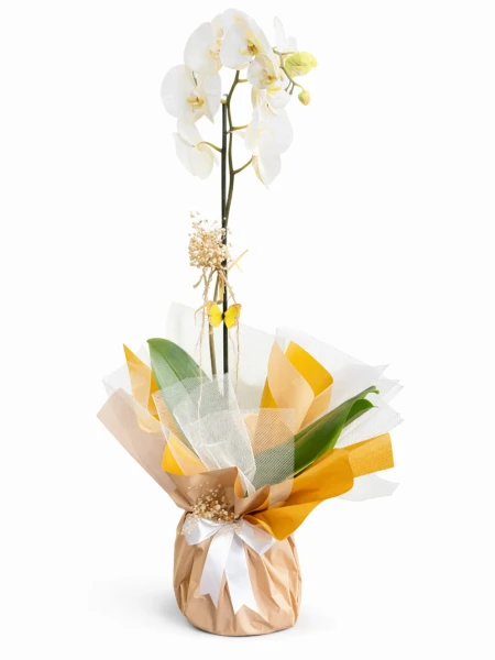 Tek Dal Beyaz Orkide Hediye Paketli -  Salonofisbitkileri - Açelya Çiçek