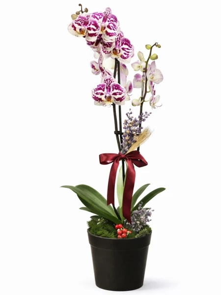 Tek Dallı Beyaz Benekli Orkide -  Salonofisbitkileri - Açelya Çiçek