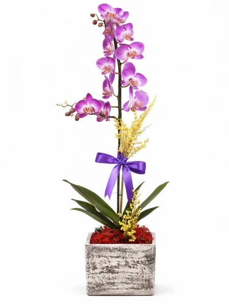 Tek Dallı Mor Benekli Orkide -  Salonofisbitkileri - Açelya Çiçek
