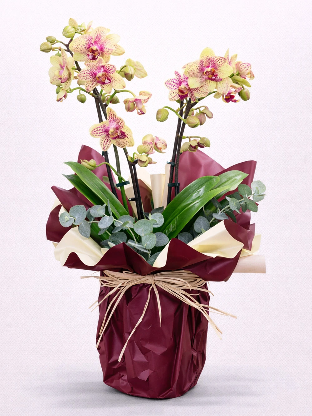 2 Dallı Benekli Minyatür Orkide - salon-ofis-bitkileri - Açelya Çiçek