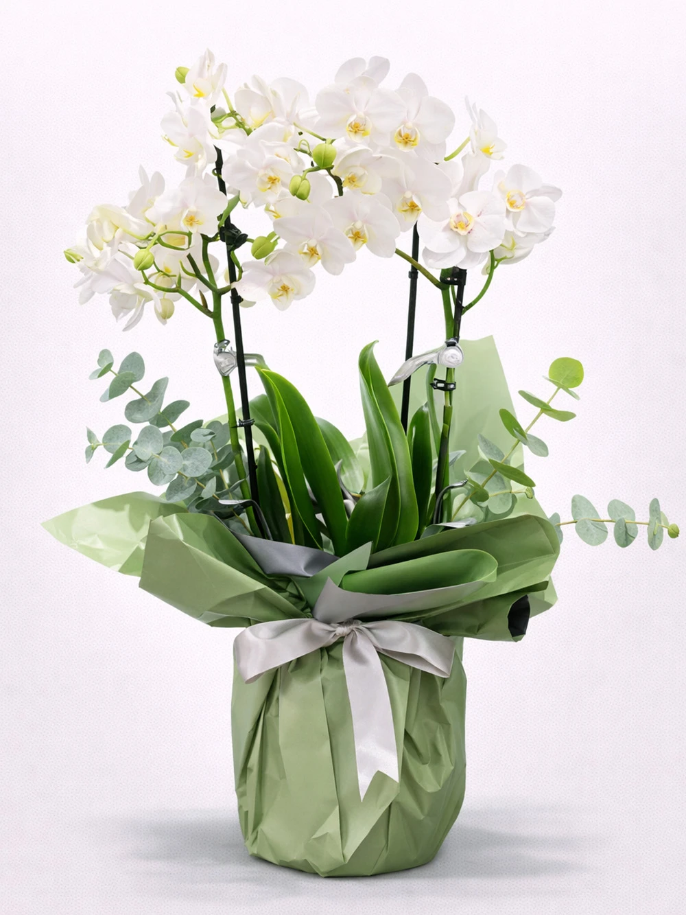 2 Dallı Beyaz Minyatür Orkide - salon-ofis-bitkileri - Açelya Çiçek
