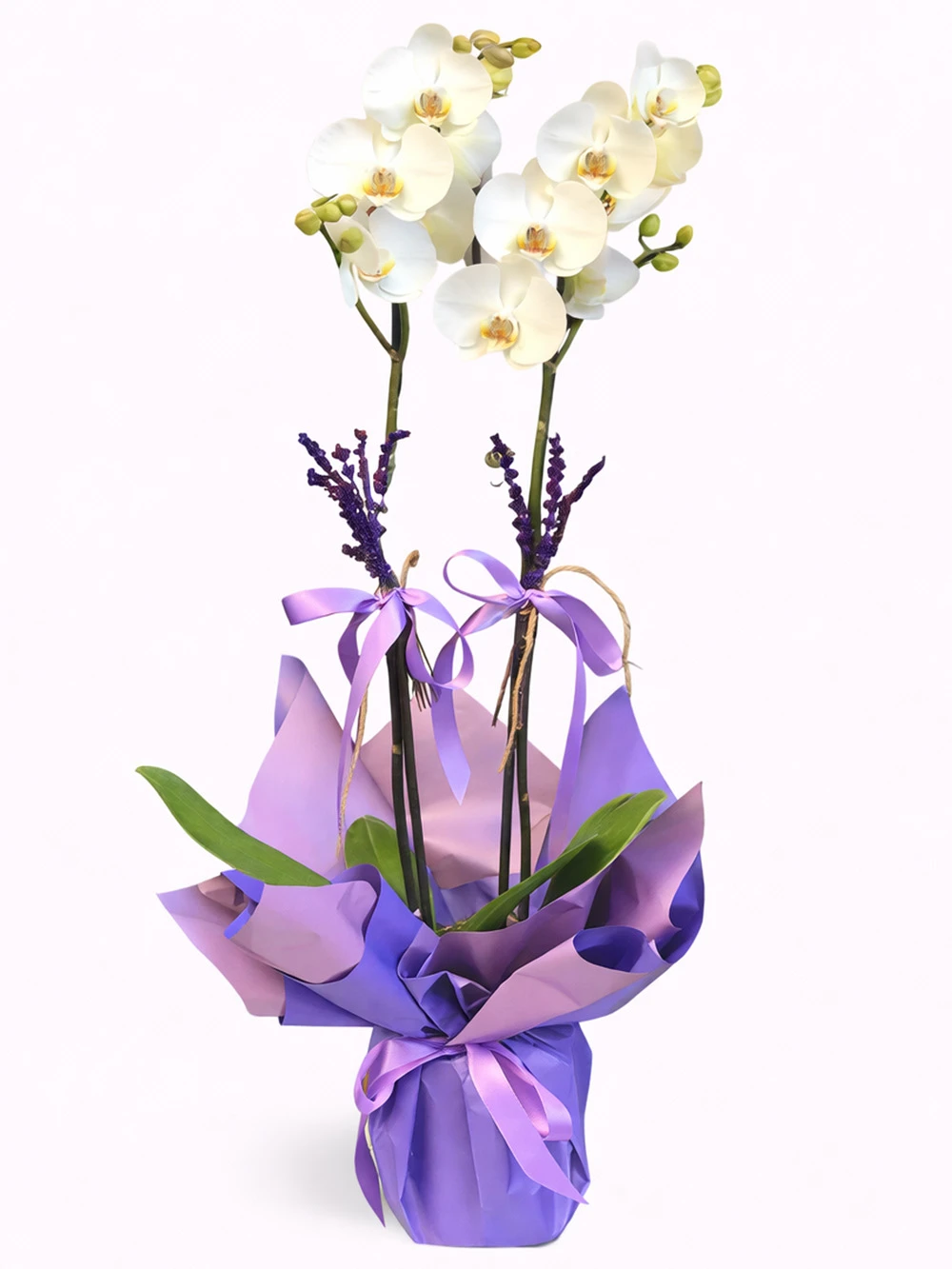 2 Dallı Beyaz Orkide Hediye Paketli - salon-ofis-bitkileri - Açelya Çiçek