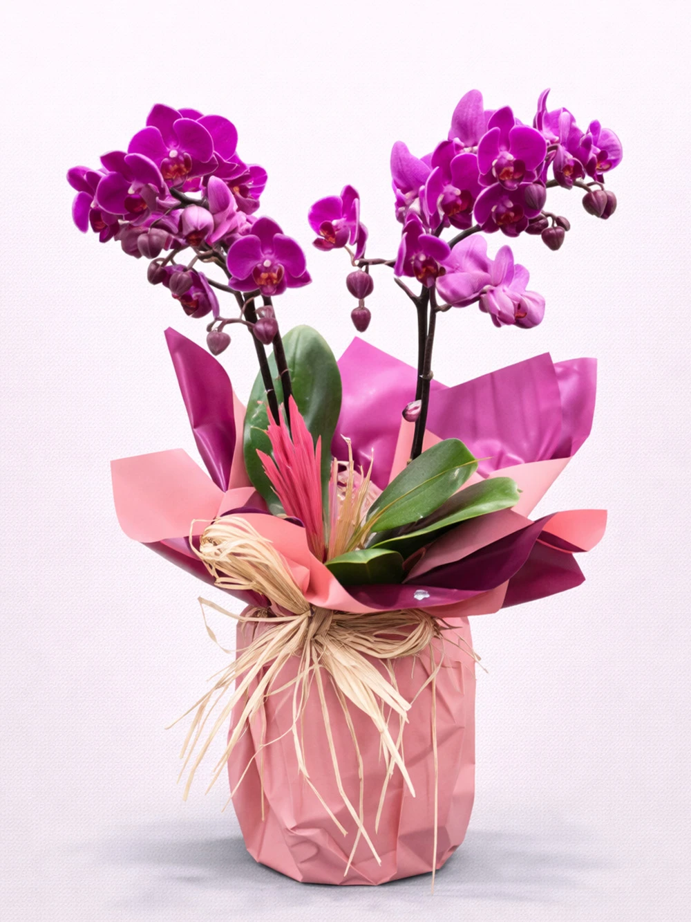 2 Dallı Koyu Mor Minyatür Orkide - salon-ofis-bitkileri - Açelya Çiçek