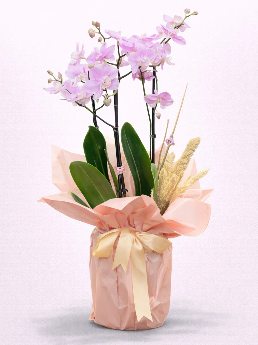 2 Dallı Lila Minyatür Orkide - salon-ofis-bitkileri - Açelya Çiçek