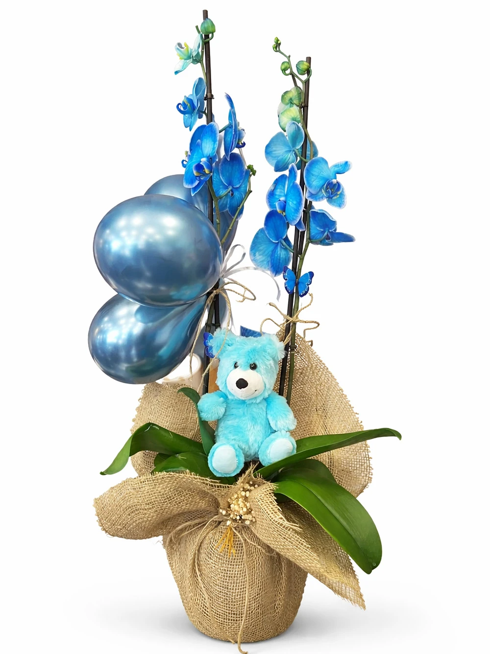 2 Dallı Mavi Orkide Ayıcıklı Balonlu - salon-ofis-bitkileri - Açelya Çiçek