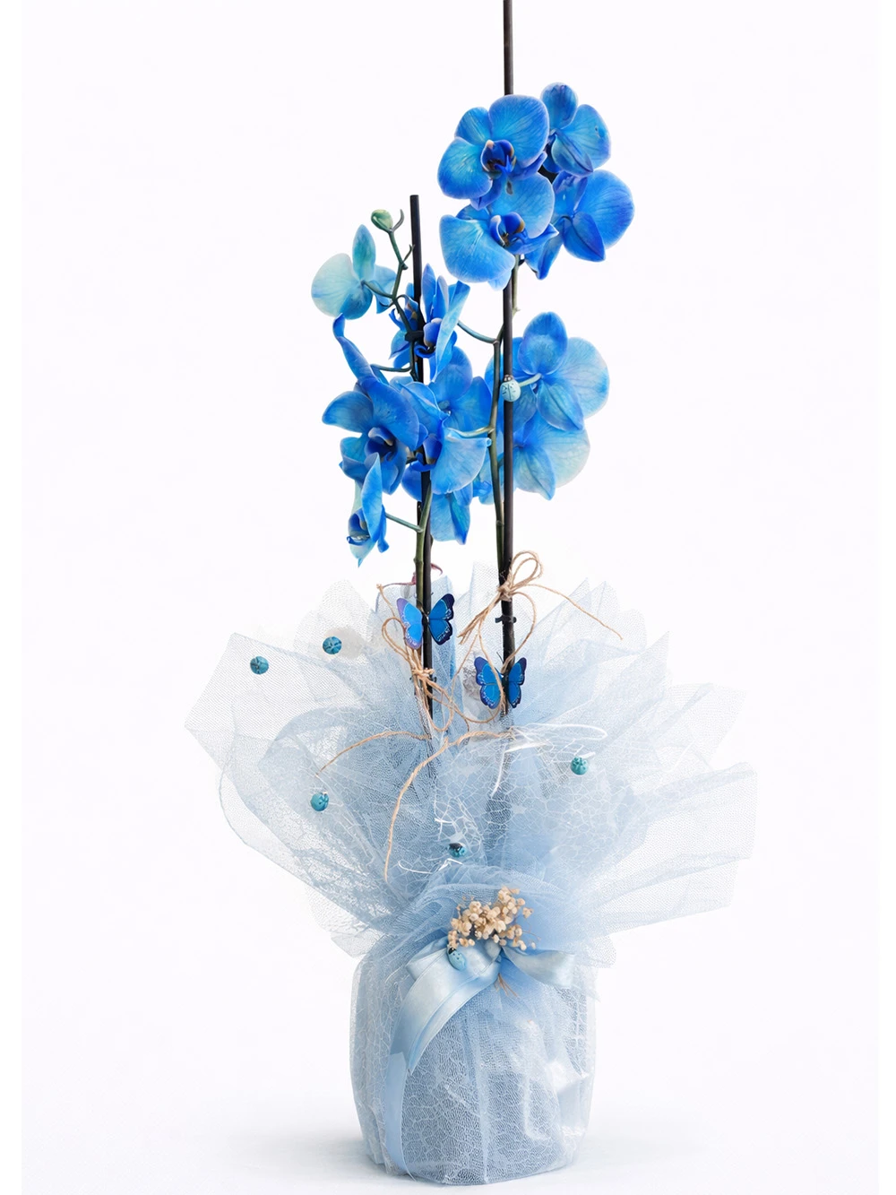 2 Dallı Mavi Orkide Hediye Paketli - salon-ofis-bitkileri - Açelya Çiçek