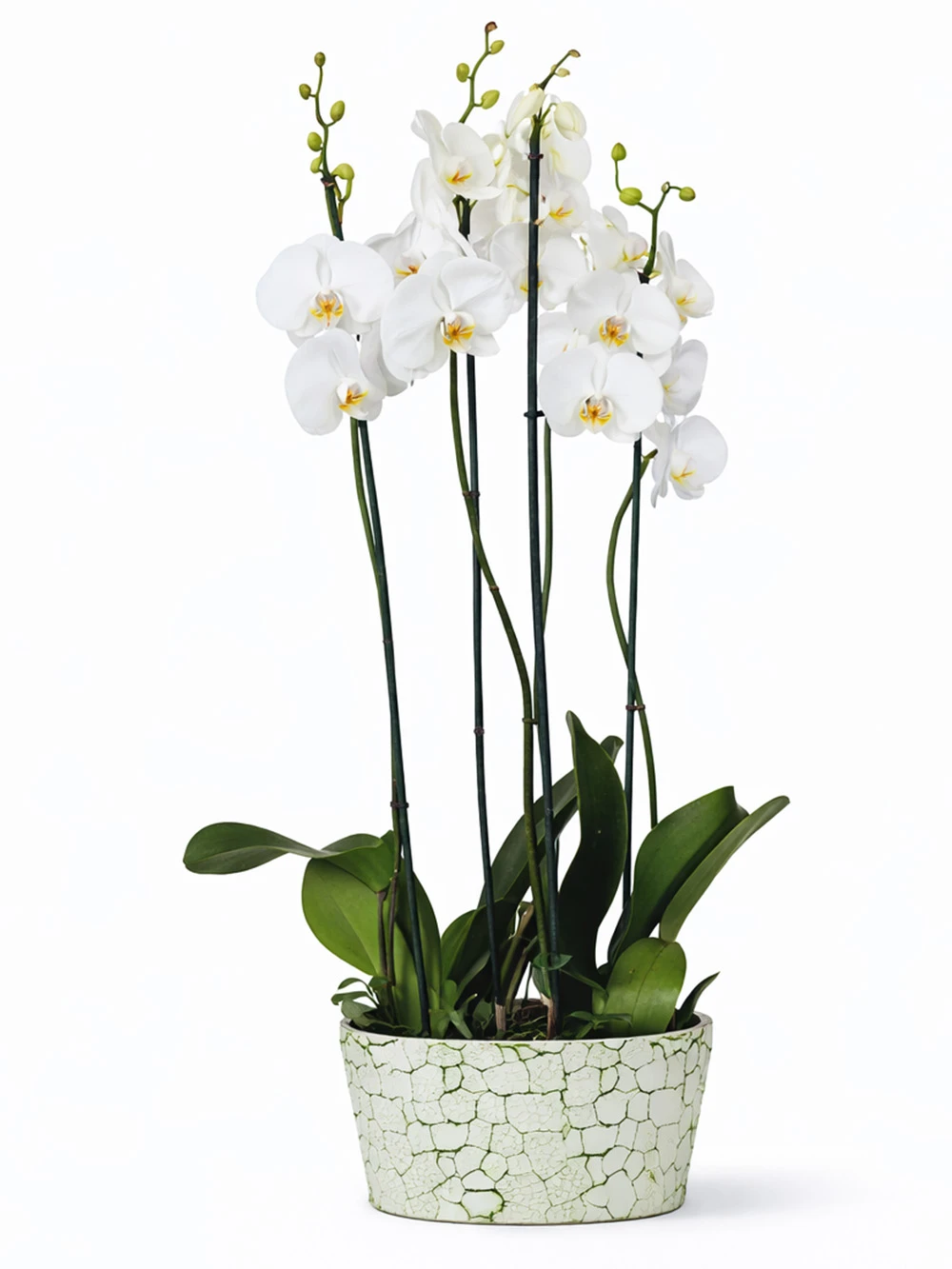 4 Dallı Beyaz Orkide - salon-ofis-bitkileri - Açelya Çiçek